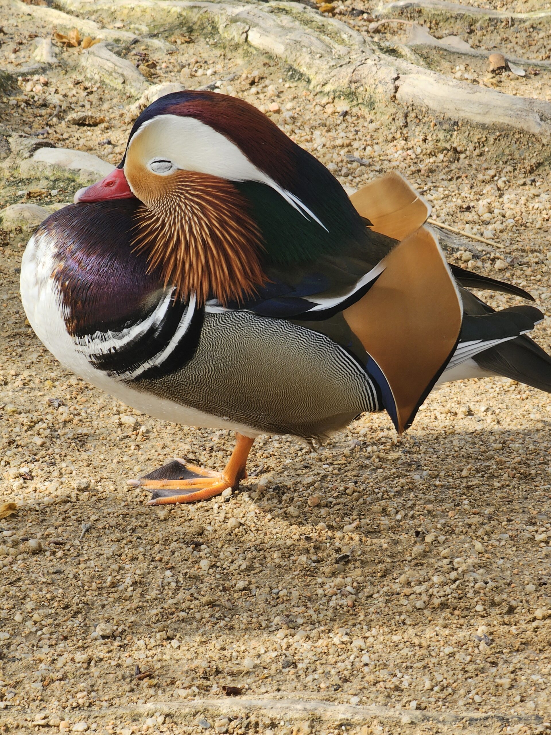 Domingo 12 de Abril - Lago de Bañolas - Bosque Mágico de les Estunes - Fácil - 12km y 90m de desnivel - Imagen 12